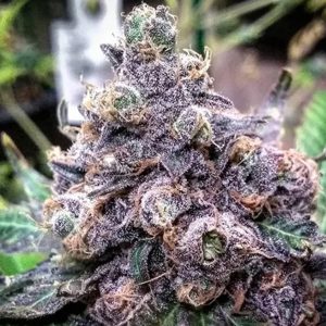 Granddaddy Purple