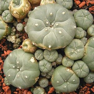 peyote