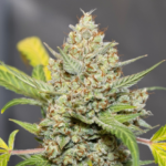 **Visuelle Identifikation der Cannabispflanze – von Fächerblättern bis zu klebrigen Buds**