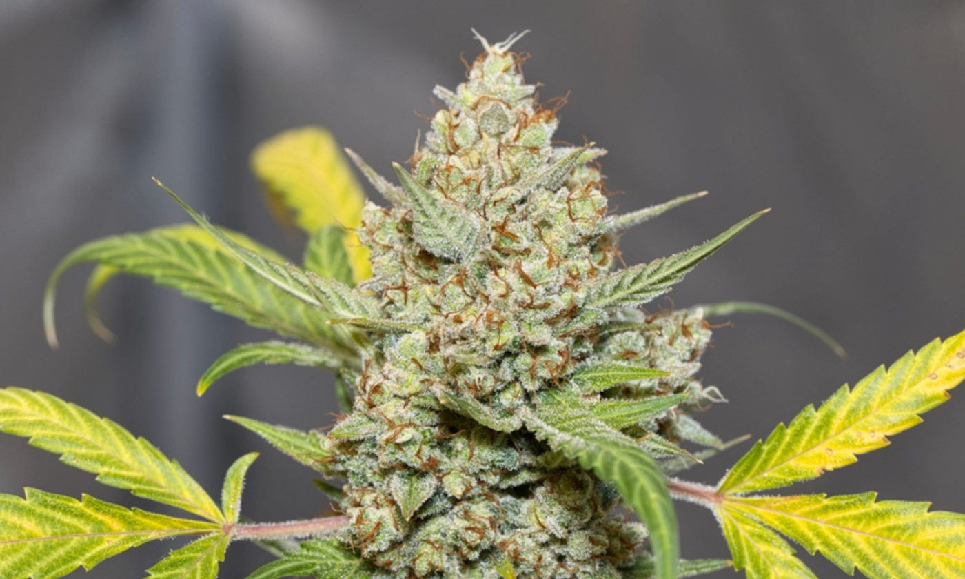 **Visuelle Identifikation der Cannabispflanze – von Fächerblättern bis zu klebrigen Buds**